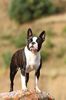 standing Boston Terrier