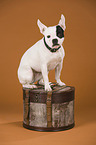 sitting Boston Terrier