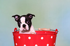 Boston Terrier Puppy