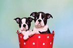 Boston Terrier Puppies