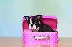 Boston Terrier Puppy