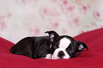 Boston Terrier Puppy