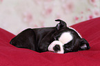 Boston Terrier Puppy