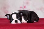 Boston Terrier Puppy