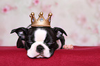 Boston Terrier Puppy