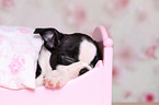 Boston Terrier Puppy