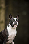 Boston Terrier Portrait