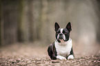 lying Boston Terrier