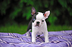 Boston Terrier Puppy