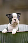 Boston Terrier Puppy