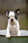 Boston Terrier Puppy