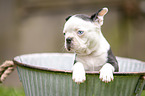 Boston Terrier Puppy