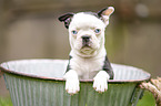 Boston Terrier Puppy