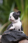 lying Boston Terrier Puppy