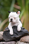 lying Boston Terrier Puppy