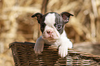 Boston Terrier Puppy