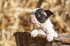 Boston Terrier Puppy