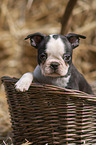 Boston Terrier Puppy