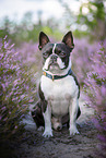 Boston Terrier in the heather