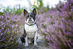 Boston Terrier in the heather