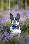 Boston Terrier in the heather