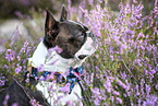 Boston Terrier in the heather