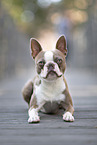 Boston Terrier