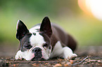 lying Boston Terrier