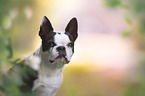 Boston Terrier Portrait