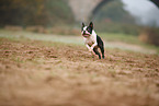 running Boston Terrier