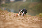 running Boston Terrier