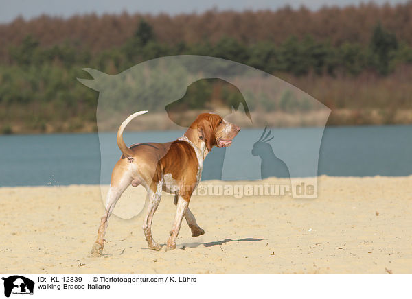 laufende Bracco Italiano / walking Bracco Italiano / KL-12839