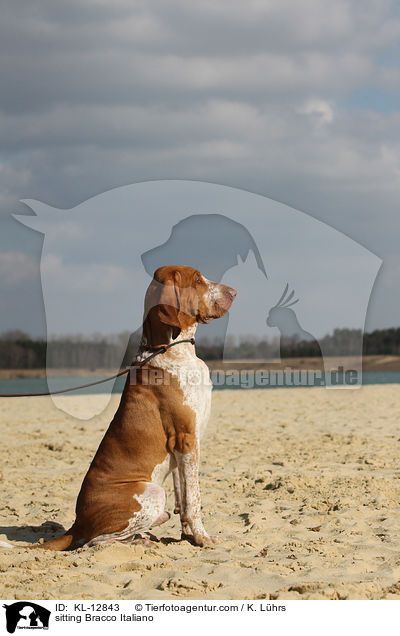 sitzende Bracco Italiano / sitting Bracco Italiano / KL-12843