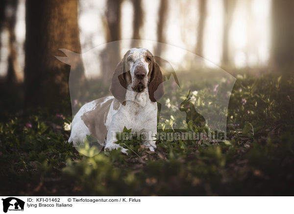 liegender Bracco Italiano / lying Bracco Italiano / KFI-01462