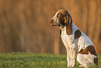 Bracco Italiano in the meadow