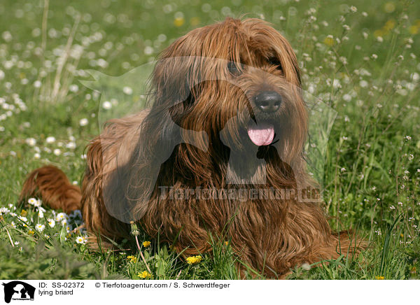 liegender Briard / lying briard / SS-02372