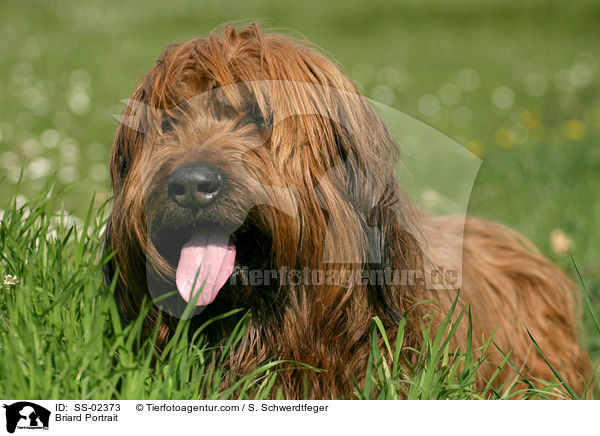 Briard Portrait / Briard Portrait / SS-02373