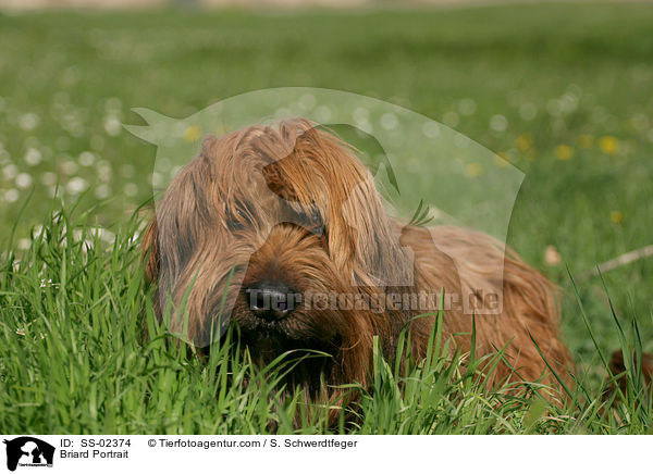 Briard Portrait / Briard Portrait / SS-02374