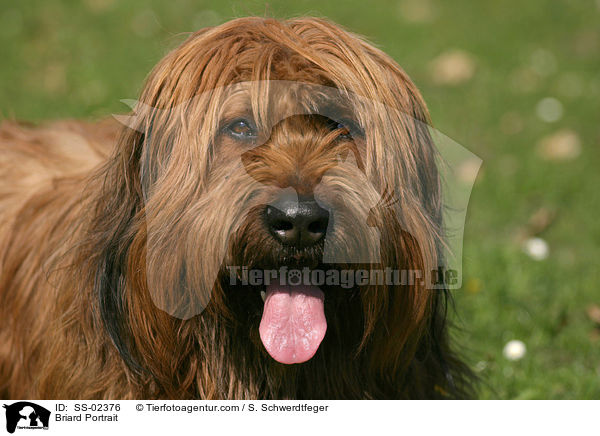 Briard Portrait / Briard Portrait / SS-02376