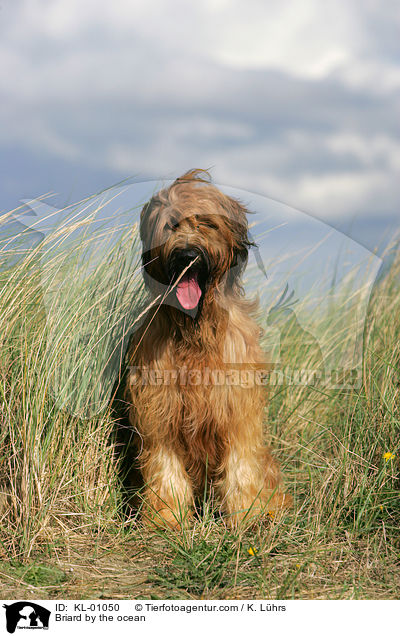 Briard am Meer / Briard by the ocean / KL-01050