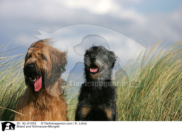 Briard und Schnauzer-Mischling / Briard and Schnauzer-Mongrel / KL-01052