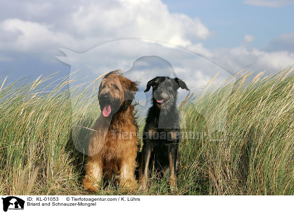 Briard und Schnauzer-Mischling / Briard and Schnauzer-Mongrel / KL-01053