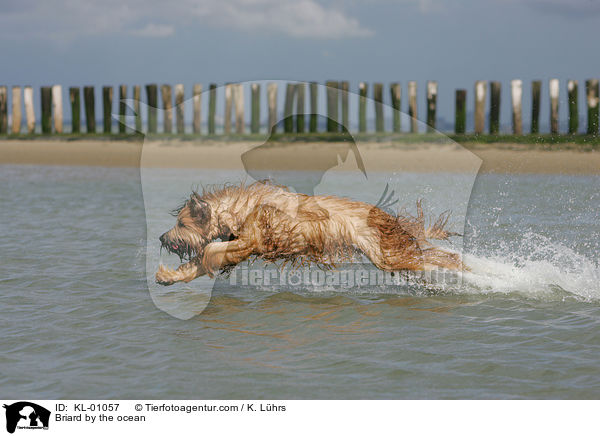 Briard am Meer / Briard by the ocean / KL-01057