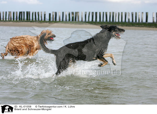 Briard und Schnauzer-Mischling / Briard and Schnauzer-Mongrel / KL-01058