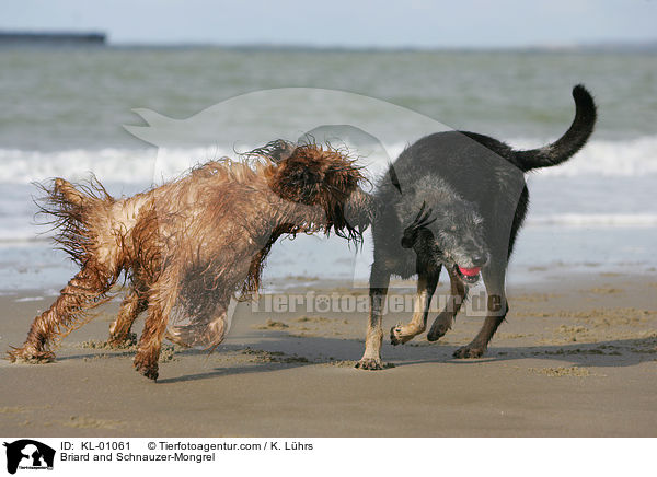 Briard und Schnauzer-Mischling / Briard and Schnauzer-Mongrel / KL-01061