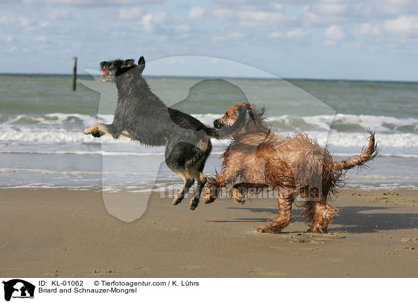 Briard und Schnauzer-Mischling / Briard and Schnauzer-Mongrel / KL-01062