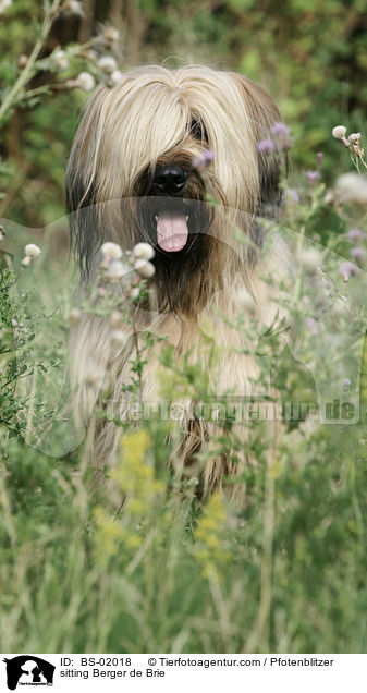 sitzender Briard / sitting Berger de Brie / BS-02018