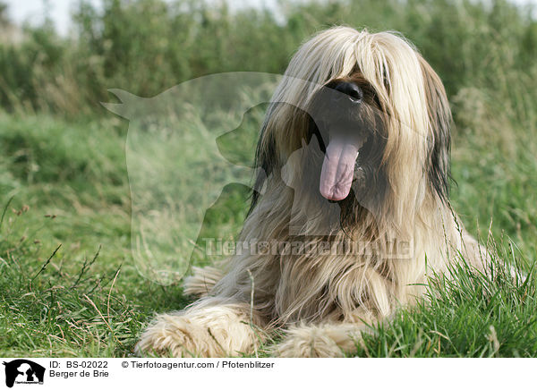 Briard / Berger de Brie / BS-02022