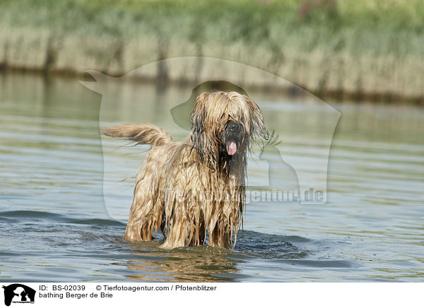 badender Briard / bathing Berger de Brie / BS-02039