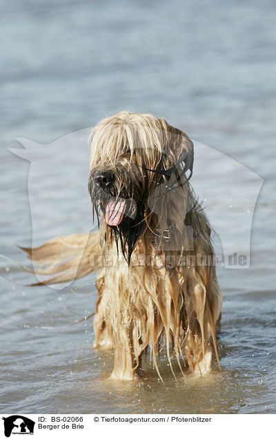 Briard / Berger de Brie / BS-02066